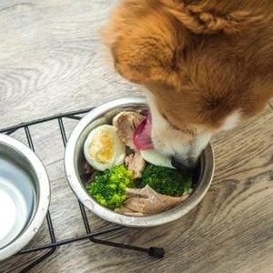 anythingvegan
